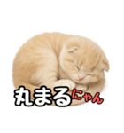 日常会話？verスコティシュフォールド（個別スタンプ：25）