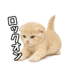 日常会話？verスコティシュフォールド（個別スタンプ：28）