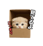 日常会話？verスコティシュフォールド（個別スタンプ：30）