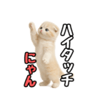 日常会話？verスコティシュフォールド（個別スタンプ：31）