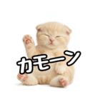 日常会話？verスコティシュフォールド（個別スタンプ：33）