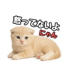 日常会話？verスコティシュフォールド（個別スタンプ：34）
