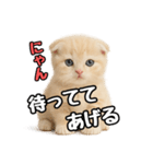 日常会話？verスコティシュフォールド（個別スタンプ：35）