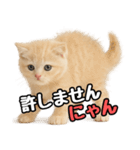 日常会話？verスコティシュフォールド（個別スタンプ：36）