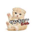 日常会話？verスコティシュフォールド（個別スタンプ：38）