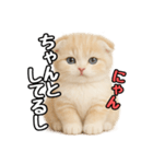日常会話？verスコティシュフォールド（個別スタンプ：39）