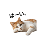 ねこたちの日常！（個別スタンプ：10）
