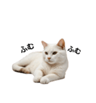 ねこたちの日常！（個別スタンプ：13）