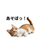 ねこたちの日常！（個別スタンプ：18）