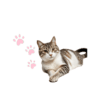 ねこたちの日常！（個別スタンプ：38）