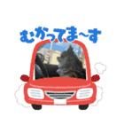 キララの世界（ロングコートチワワ）（個別スタンプ：1）