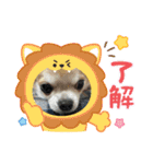 キララの世界（ロングコートチワワ）（個別スタンプ：18）