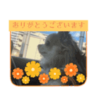 キララの世界（ロングコートチワワ）（個別スタンプ：26）