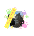 キララの世界（ロングコートチワワ）（個別スタンプ：28）