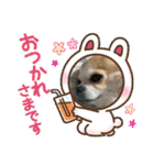 キララの世界（ロングコートチワワ）（個別スタンプ：31）