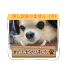 キララの世界（ロングコートチワワ）（個別スタンプ：33）