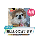 キララの世界（ロングコートチワワ）（個別スタンプ：37）