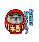 キララの世界（ロングコートチワワ）（個別スタンプ：39）