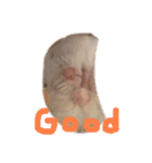Hamster！kawaii（個別スタンプ：3）