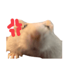 Hamster！kawaii（個別スタンプ：5）