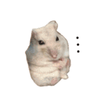 Hamster！kawaii（個別スタンプ：6）