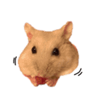 Hamster！kawaii（個別スタンプ：7）
