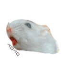 Hamster！kawaii（個別スタンプ：8）
