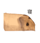 Hamster！kawaii（個別スタンプ：10）