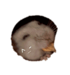 Hamster！kawaii（個別スタンプ：11）