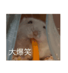 Hamster！kawaii（個別スタンプ：16）