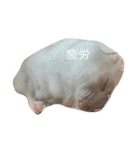 Hamster！kawaii（個別スタンプ：19）