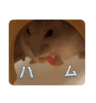 Hamster！kawaii（個別スタンプ：20）