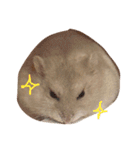 Hamster！kawaii（個別スタンプ：22）