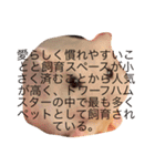 Hamster！kawaii（個別スタンプ：23）
