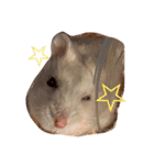 Hamster！kawaii（個別スタンプ：24）