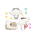 しあわせのねこまんまスタンプ（個別スタンプ：16）