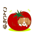 わんこびより(コーイケルフォンディエ)①（個別スタンプ：3）