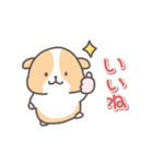 モルモットの日常色々（個別スタンプ：1）