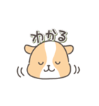 モルモットの日常色々（個別スタンプ：13）