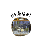 カニハウス（個別スタンプ：23）