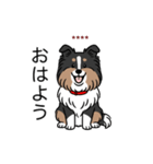 名前入りシェルティトライカラー（個別スタンプ：2）