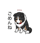 名前入りシェルティトライカラー（個別スタンプ：3）