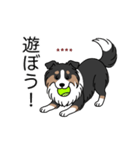 名前入りシェルティトライカラー（個別スタンプ：11）