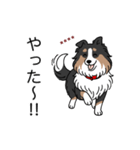 名前入りシェルティトライカラー（個別スタンプ：12）