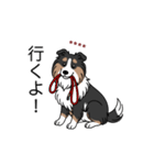 名前入りシェルティトライカラー（個別スタンプ：13）