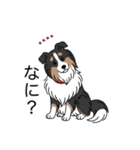 名前入りシェルティトライカラー（個別スタンプ：15）