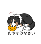 名前入りシェルティトライカラー（個別スタンプ：16）