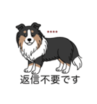名前入りシェルティトライカラー（個別スタンプ：17）