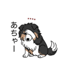 名前入りシェルティトライカラー（個別スタンプ：19）