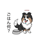 名前入りシェルティトライカラー（個別スタンプ：21）